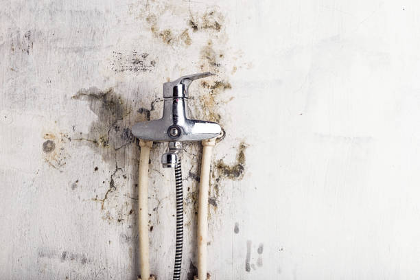 Best Residential Mold Removal  in Yankton, SD