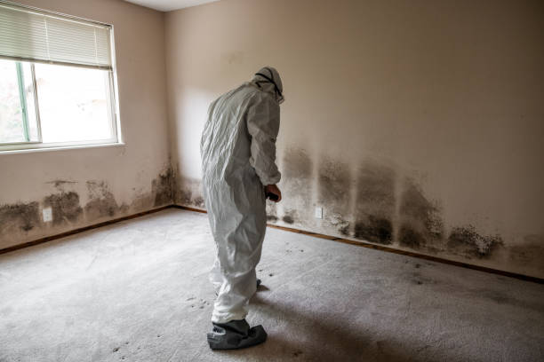 Mold Testing and Removal in Yankton, SD