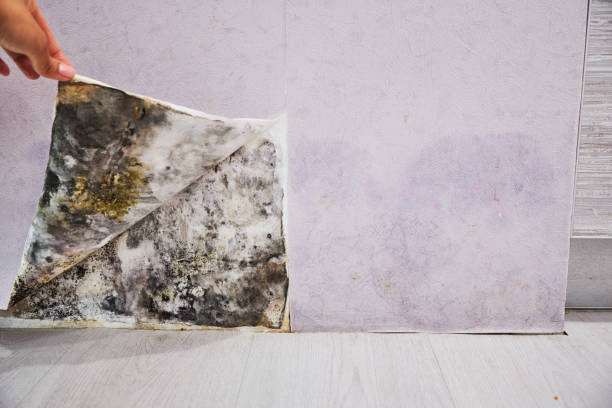 Best Local Mold Removal Service  in Yankton, SD